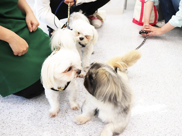 卒業生が里親犬と遊びに来てくれました☆